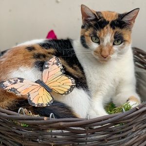 Meet your Posher, Isabel